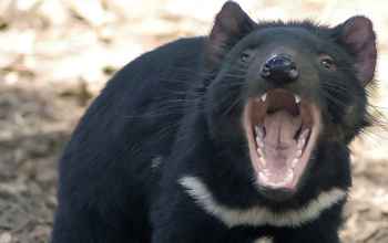 A tasmanian devil